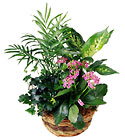 FTD French Garden