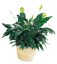 FTD Peace & Serenity Planter