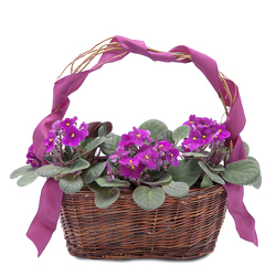 Very Violet Basket from Walker's Flower Shop in Huron, SD