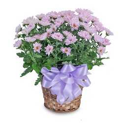 Lavender Chrysanthemum Basket from Walker's Flower Shop in Huron, SD