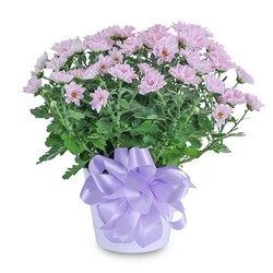 Lavender Chrysanthemum in Ceramic Container from Walker's Flower Shop in Huron, SD