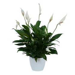 Peace Lily Plant in White Ceramic Container from Walker's Flower Shop in Huron, SD