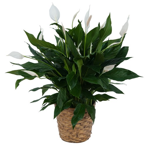 Peace Lily Plant in Basket from Walker's Flower Shop in Huron, SD