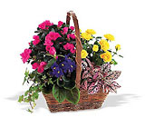 Blooming Garden Basket from Walker's Flower Shop in Huron, SD