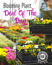 Blooming Plant Deal of the Day from Walker's Flower Shop in Huron, SD
