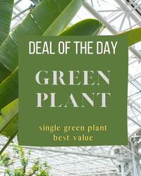 Green Plant Deal of the Day from Walker's Flower Shop in Huron, SD