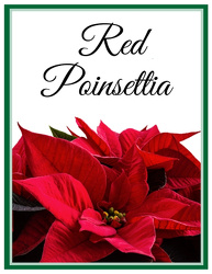 Red Poinsettia from Walker's Flower Shop in Huron, SD