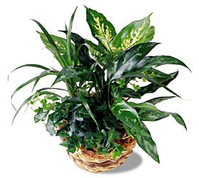 FTD Exotic Assortment from Walker's Flower Shop in Huron, SD