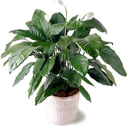 FTD Spathiphyllum from Walker's Flower Shop in Huron, SD