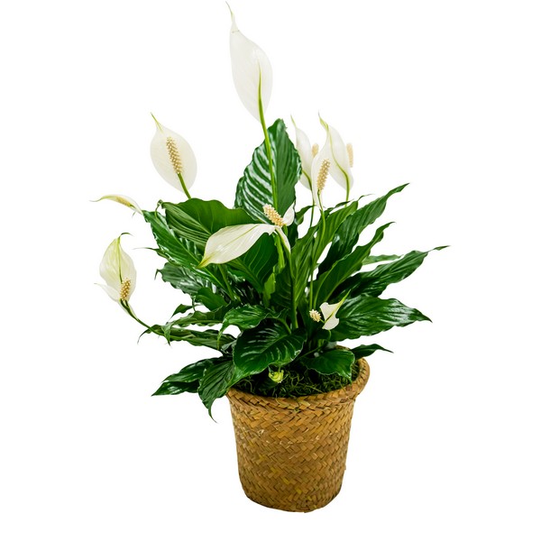 Peace Lily Basket - Small from Walker's Flower Shop in Huron, SD