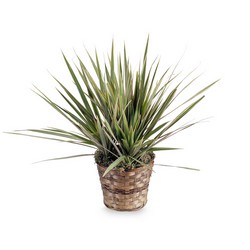 Dracaena Marginata Plant from Walker's Flower Shop in Huron, SD