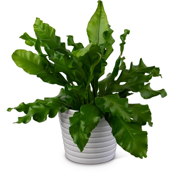 Bird's Nest Fern from Walker's Flower Shop in Huron, SD