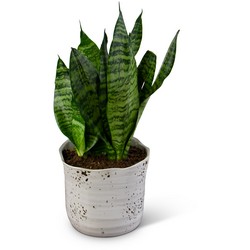 Snake Plant from Walker's Flower Shop in Huron, SD