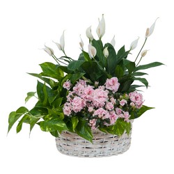 Living Blooming  White Garden Basket  from Walker's Flower Shop in Huron, SD