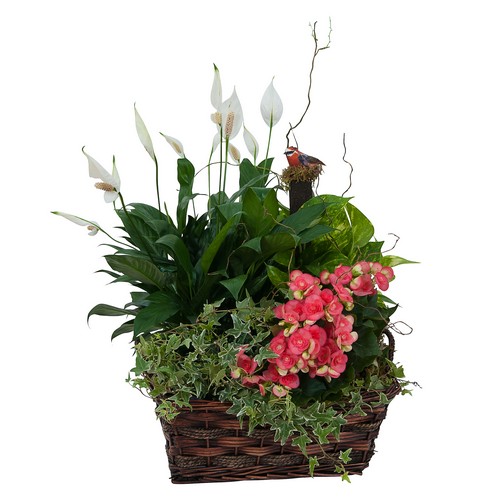 Living Blooming  Garden Basket  from Walker's Flower Shop in Huron, SD