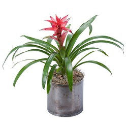 Bromeliad from Walker's Flower Shop in Huron, SD