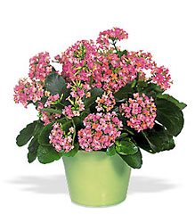   Colorful Kalanchoe from Walker's Flower Shop in Huron, SD