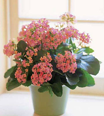   Colorful Kalanchoe from Walker's Flower Shop in Huron, SD