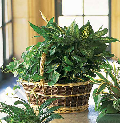 Large Basket Garden from Walker's Flower Shop in Huron, SD