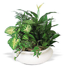 Medium Dish Garden from Walker's Flower Shop in Huron, SD