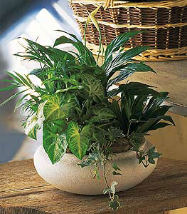 Medium Dish Garden from Walker's Flower Shop in Huron, SD