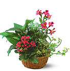 Dish Garden with Blooming and Fresh Flowers. from Walker's Flower Shop in Huron, SD