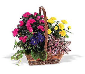 Blooming Garden Basket from Walker's Flower Shop in Huron, SD